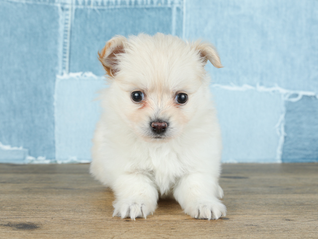 鹿児島店 鹿児島県イオン鹿児島1階 ペテモ内のペットショップ P S First 子犬や子猫を最優先に考えたペットショップ