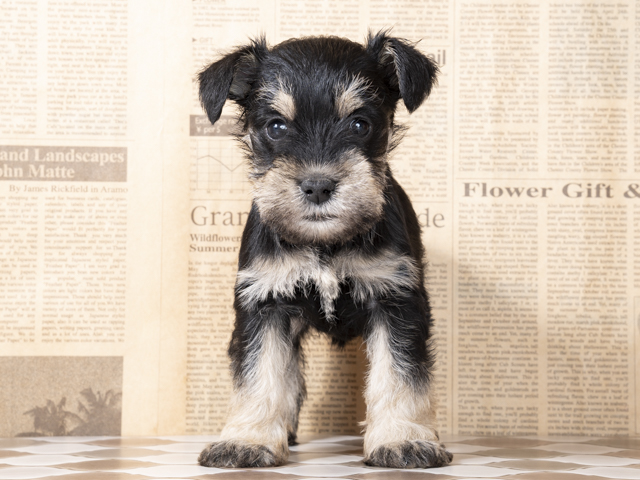 福岡天神店 福岡県のペットショップ P S First 子犬や子猫を最優先に考えたペットショップ