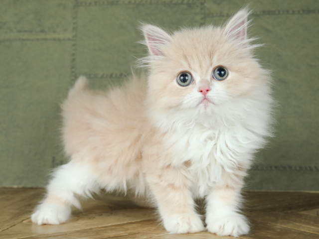 ラガマフィン 一覧 P S First 子犬や子猫を最優先に考えたペットショップ