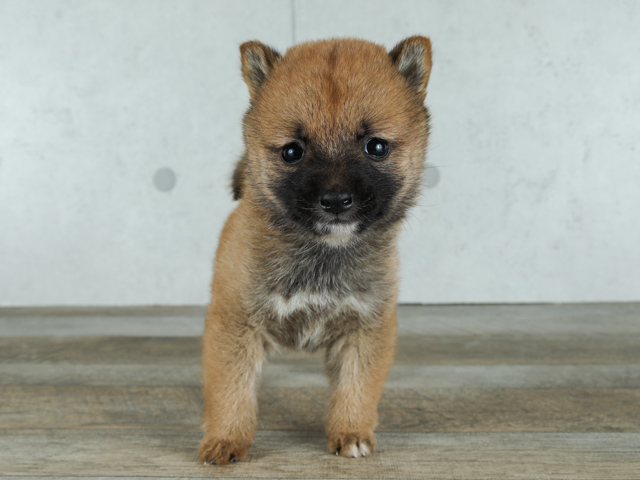 カインズ浦和美園店 埼玉県カインズ浦和美園店 ペッツワン店内のペットショップ P S First 子犬や子猫を最優先に考えたペットショップ