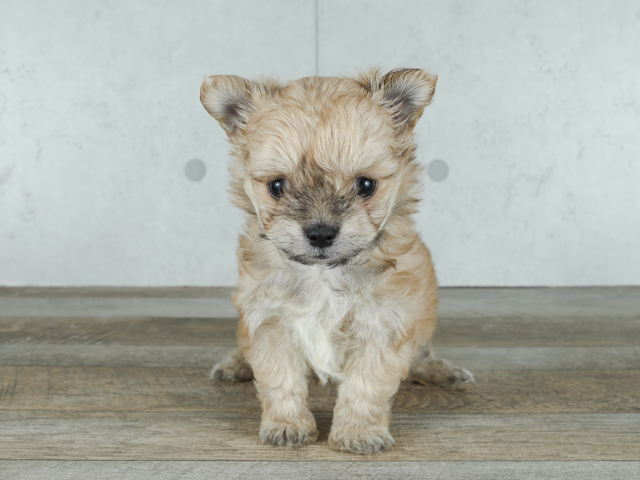 マルチーズ チワワ ミックス 宇品店 P S First 子犬や子猫を最優先に考えたペットショップ