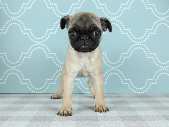 パグ 千葉ニュータウン店 P S First 子犬や子猫を最優先に考えたペットショップ