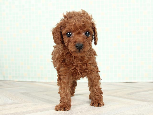 トイプードル タイニープードル 茨木店 P S First 子犬や子猫を最優先に考えたペットショップ