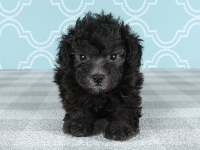 梅田店 大阪府のペットショップ P S First 子犬や子猫を最優先に考えたペットショップ