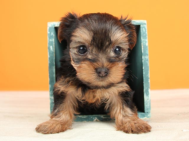 ヨークシャーテリア 名古屋栄店 P S First 子犬や子猫を最優先に考えたペットショップ
