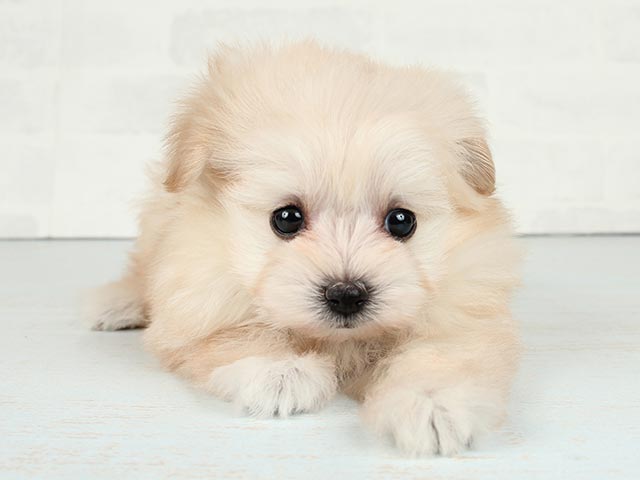 ポメラニアン トイプードル ミックス 広尾店 P S First 子犬や子猫を最優先に考えたペットショップ