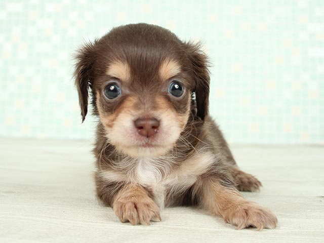 新宿店 P S First 子犬や子猫を最優先に考えたペットショップ