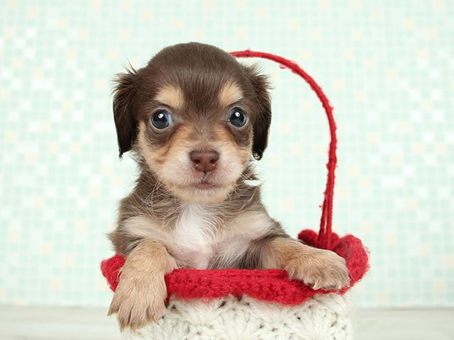 新宿店 P S First 子犬や子猫を最優先に考えたペットショップ