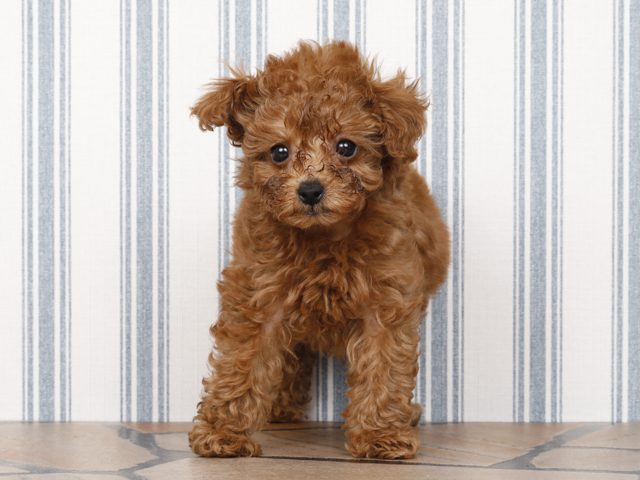 トイプードル タイニープードル 福岡天神店 P S First 子犬や子猫を最優先に考えたペットショップ