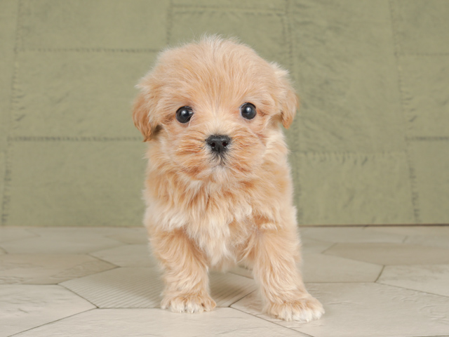 神戸三宮店 兵庫県のペットショップ P S First 子犬や子猫を最優先に考えたペットショップ