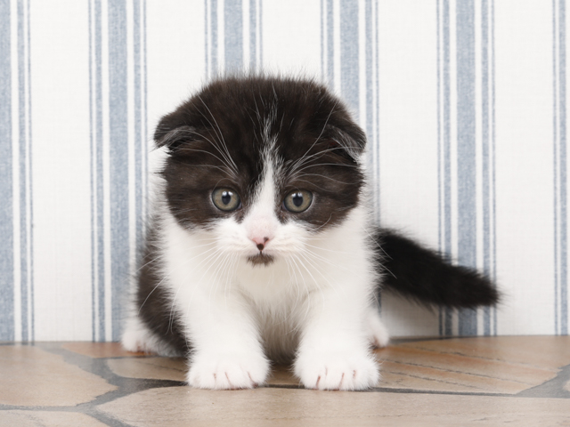 For Cats福岡天神店 福岡県のペットショップ P S First 子犬や子猫を最優先に考えたペットショップ