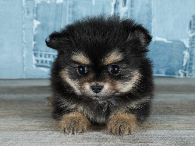 チワワ ポメラニアン ミックス 川口店 P S First 子犬や子猫を最優先に考えたペットショップ