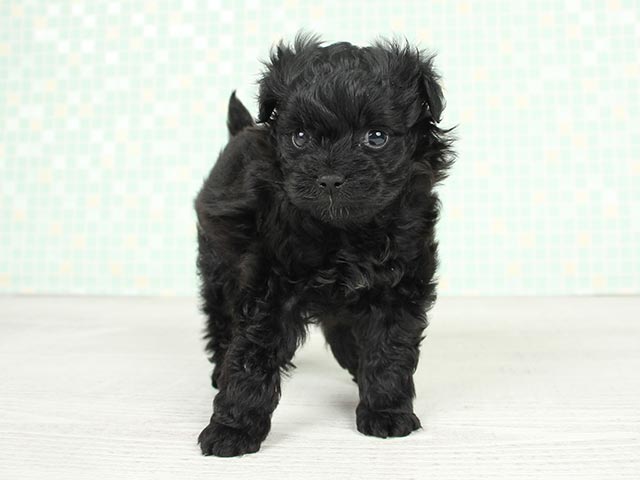 トイプードル ポメラニアン ミックス 町田店 P S First 子犬や子猫を最優先に考えたペットショップ