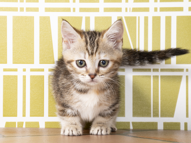 マンチカン For Cats福岡天神店 P S First 子犬や子猫を最優先に考えたペットショップ