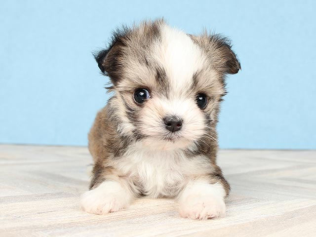 チワワ マルチーズ ミックス カインズ浦和美園店 P S First 子犬や子猫を最優先に考えたペットショップ