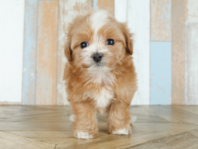 京都四条河原町店 京都府のペットショップ P S First 子犬や子猫を最優先に考えたペットショップ