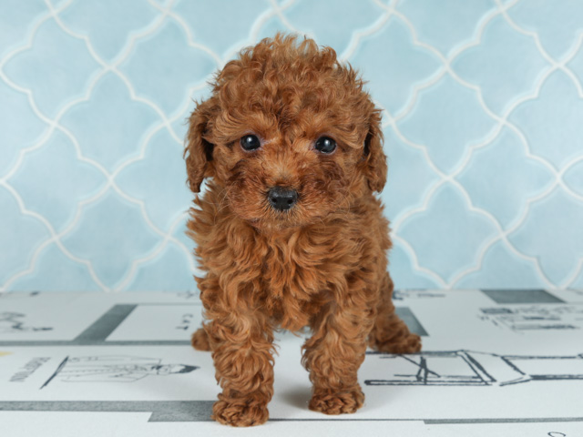 トイプードル 吉祥寺本店 P S First 子犬や子猫を最優先に考えたペットショップ