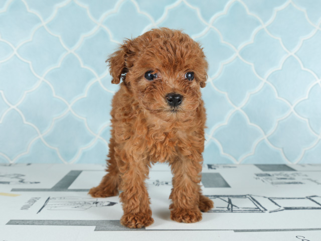 トイプードル 心斎橋本店 P S First 子犬や子猫を最優先に考えたペットショップ