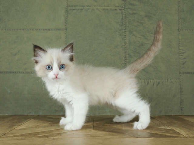 ラグドール For Cats福岡天神店 P S First 子犬や子猫を最優先に考えたペットショップ