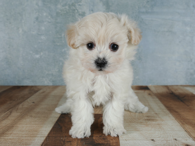 梅田店 大阪府のペットショップ P S First 子犬や子猫を最優先に考えたペットショップ