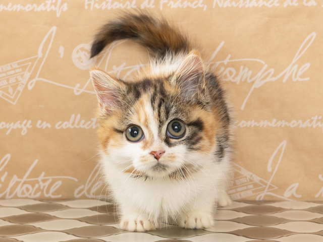 For Cats福岡天神店 福岡県のペットショップ P S First 子犬や子猫を最優先に考えたペットショップ