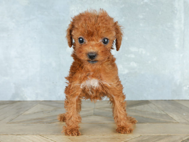 トイプードル タイニープードル カインズ千葉ニュータウン店 P S First 子犬や子猫を最優先に考えたペットショップ