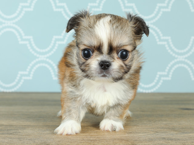 チワワ ペキニーズ ミックス 池袋店 P S First 子犬や子猫を最優先に考えたペットショップ チワワ ペキニーズ ミックス 池袋店 P S First 子犬や子猫を最優先に考えたペットショップ