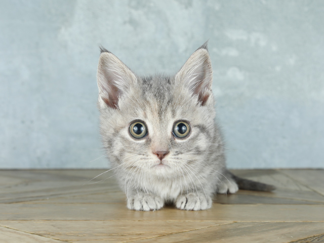 マンチカン 池袋店 P S First 子犬や子猫を最優先に考えたペットショップ