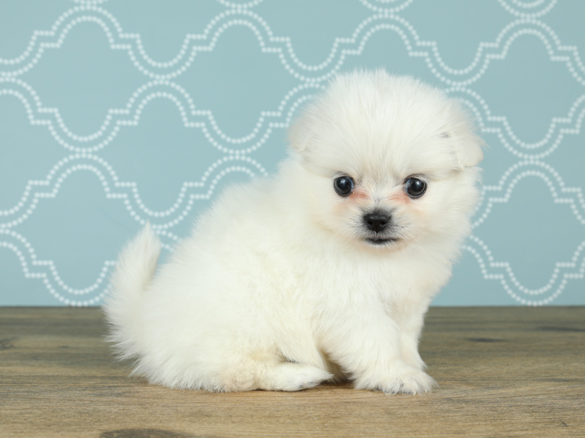 ペットショップ P S First ペット詳細