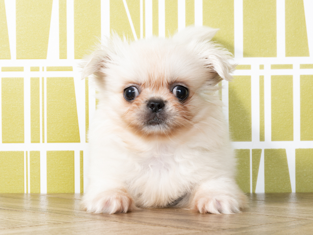 青山店 東京都サクセス青山ビルのペットショップ P S First 子犬や子猫を最優先に考えたペットショップ