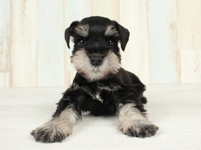 京都四条河原町店 京都府のペットショップ P S First 子犬や子猫を最優先に考えたペットショップ