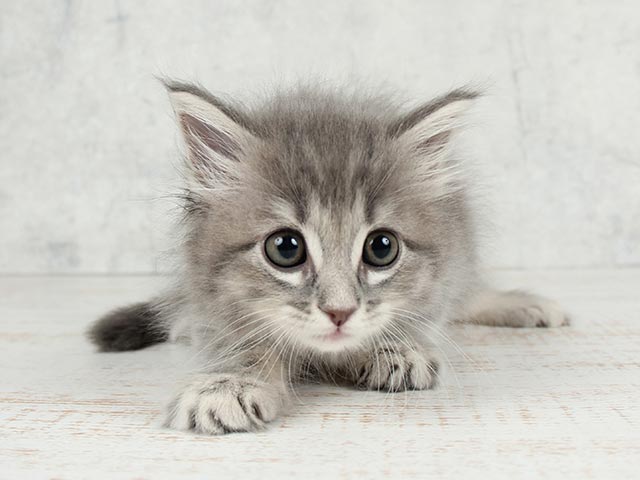京都四条河原町店 京都府のペットショップ P S First 子犬や子猫を最優先に考えたペットショップ 京都四条河原町店 京都府のペットショップ P S First 子犬や子猫を最優先に考えたペットショップ