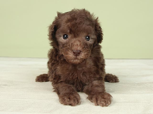 原宿店 東京都のペットショップ P S First 子犬や子猫を最優先に考えたペットショップ