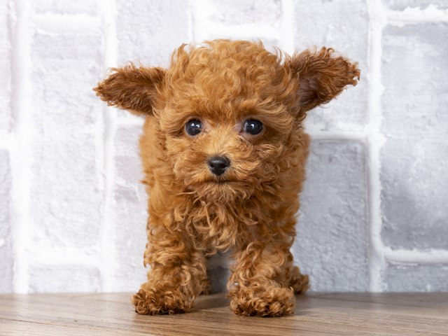 トイプードル タイニープードル 筑紫野店 P S First 子犬や子猫を最優先に考えたペットショップ トイプードル タイニープードル 筑紫野店 P S First 子犬や子猫を最優先に考えたペットショップ