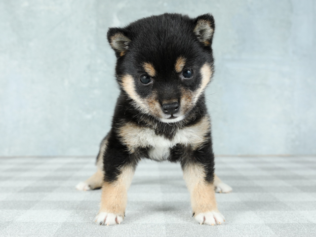 豆柴 秋田店 P S First 子犬や子猫を最優先に考えたペットショップ