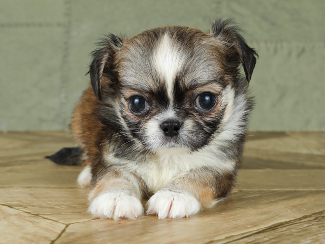 チワワ ペキニーズ ミックス お台場店 P S First 子犬や子猫を最優先に考えたペットショップ チワワ ペキニーズ ミックス お台場店 P S First 子犬や子猫を最優先に考えたペットショップ