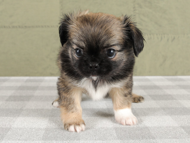 チワワ ペキニーズ ミックス 富士南店 P S First 子犬や子猫を最優先に考えたペットショップ チワワ ペキニーズ ミックス 富士南店 P S First 子犬や子猫を最優先に考えたペットショップ