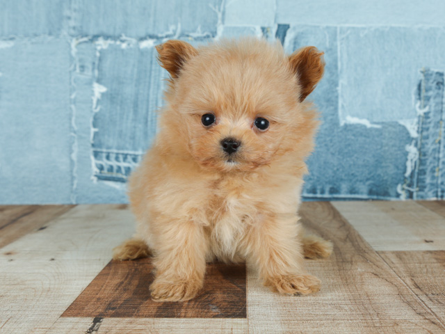 トイプードル ポメラニアン ミックス 茶屋町店 P S First 子犬や子猫を最優先に考えたペットショップ