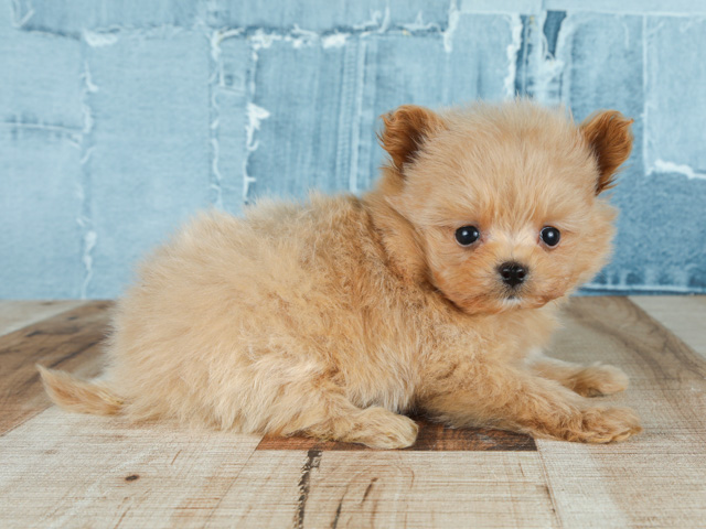 トイプードル ポメラニアン ミックス 茶屋町店 P S First 子犬や子猫を最優先に考えたペットショップ
