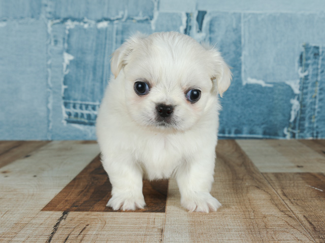 チワワ ペキニーズ ミックス 橿原店 P S First 子犬や子猫を最優先に考えたペットショップ チワワ ペキニーズ ミックス 橿原店 P S First 子犬や子猫を最優先に考えたペットショップ