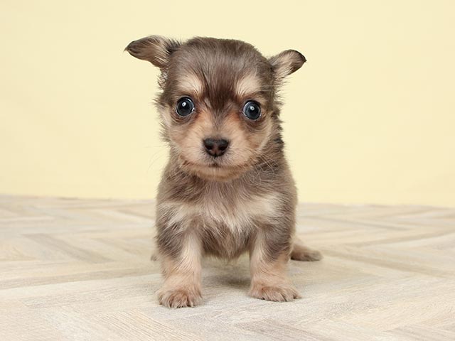 京都四条河原町店 京都府のペットショップ P S First 子犬や子猫を最優先に考えたペットショップ