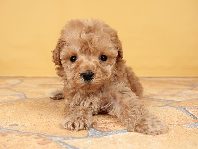 ペットショップ P S First ペット詳細