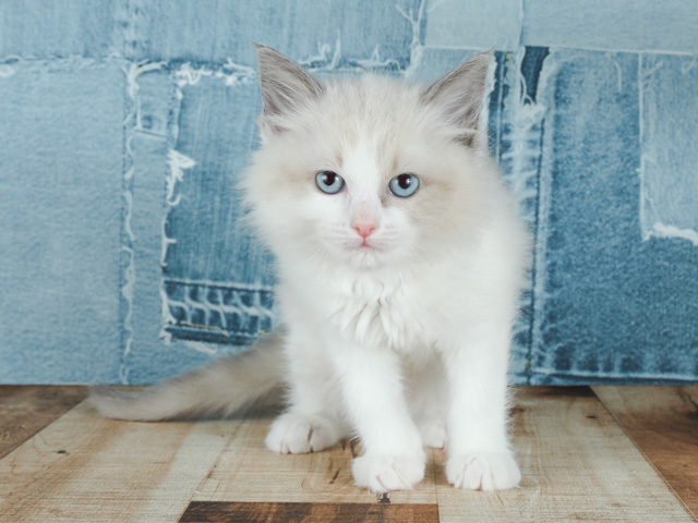 ラグドール 中野店 P S First 子犬や子猫を最優先に考えたペットショップ