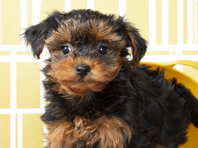 ペットショップ P S First ペット詳細