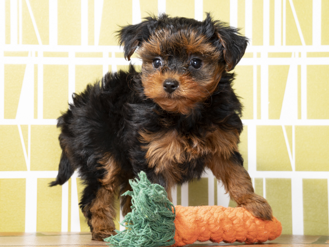 ペットショップ P S First ペット詳細