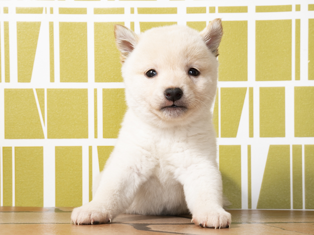 豆柴 神戸元町店 P S First 子犬や子猫を最優先に考えたペットショップ