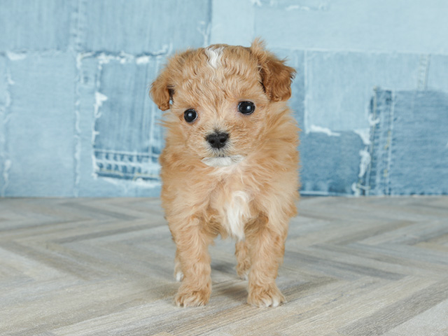 トイプードル マルチーズ ミックス 広尾店 P S First 子犬や子猫を最優先に考えたペットショップ