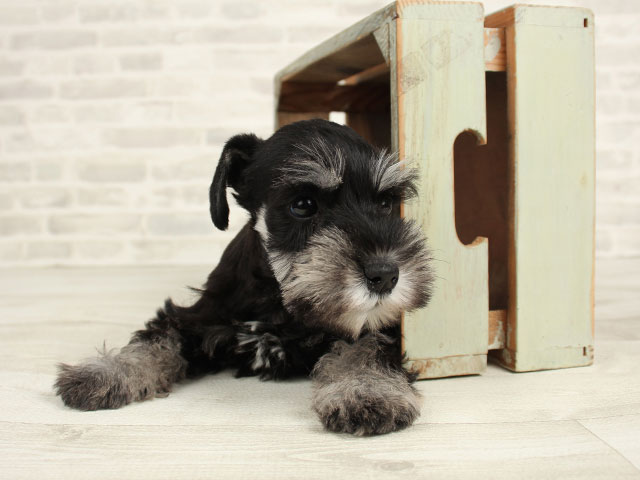 ミニチュアシュナウザー 富士宮店 P S First 子犬や子猫を最優先に考えたペットショップ