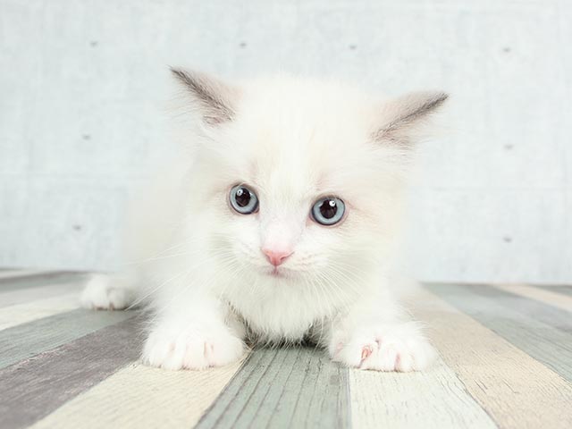 ラグドール 吉祥寺本店 P S First 子犬や子猫を最優先に考えたペットショップ