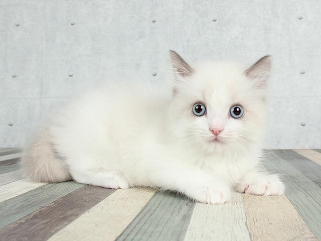 ラグドール 吉祥寺本店 P S First 子犬や子猫を最優先に考えたペットショップ